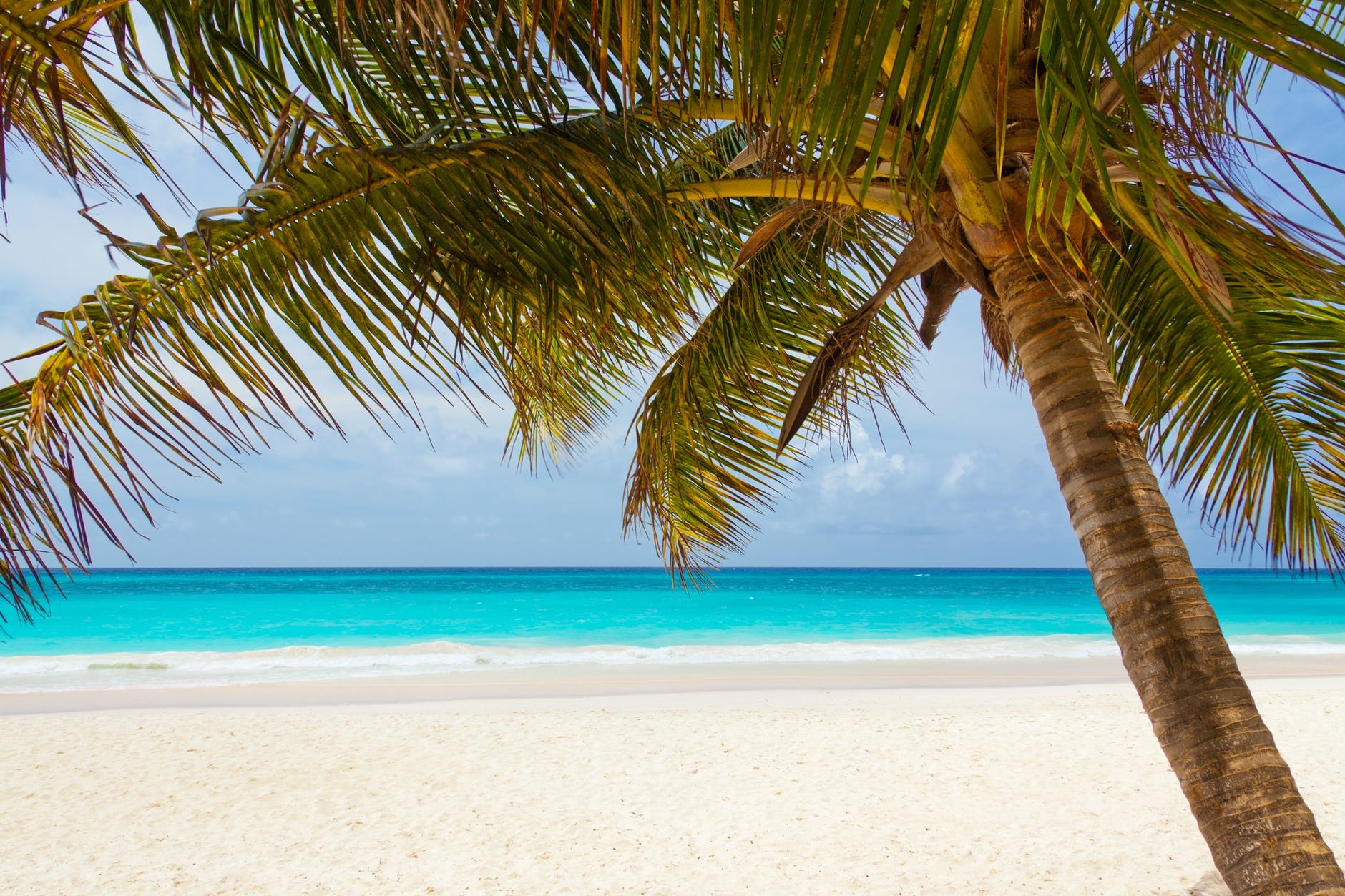 Cocnut-tree-on-beach