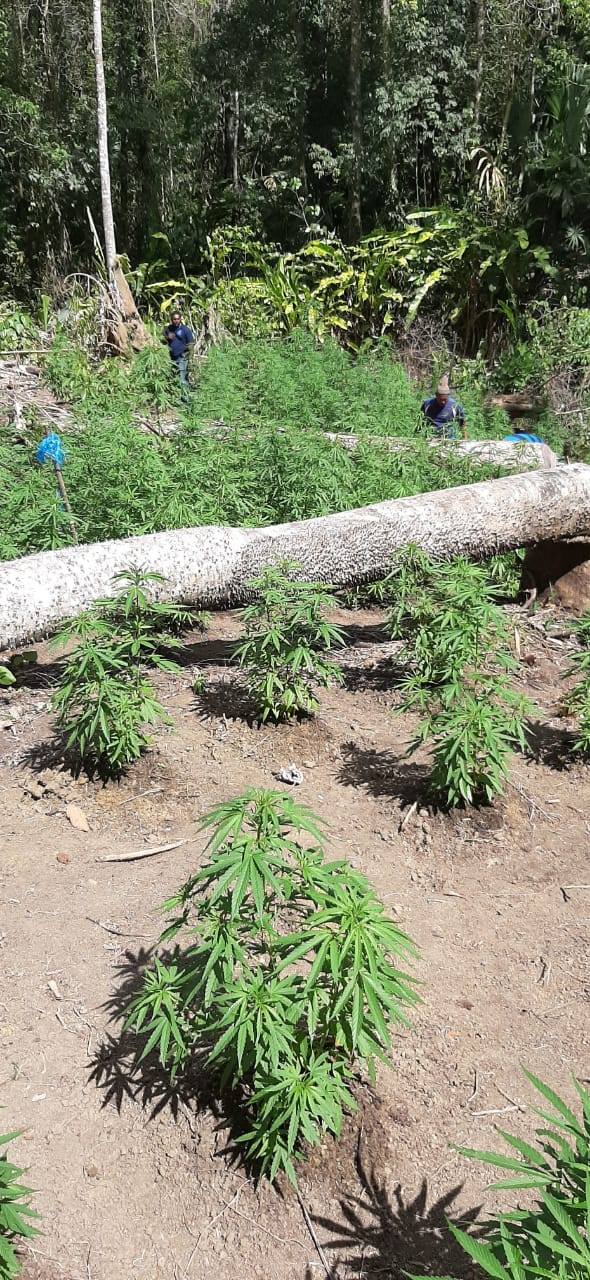  Grenada to Have Consultation on Marijuana Legislation