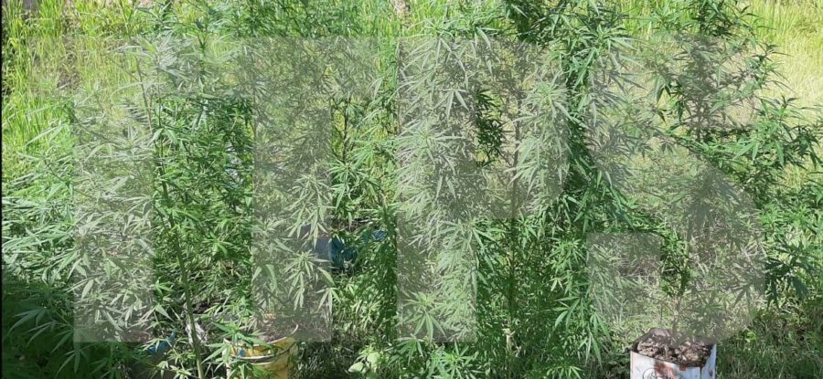 2 Months’ Hard Labour for 49 Marijuana Trees