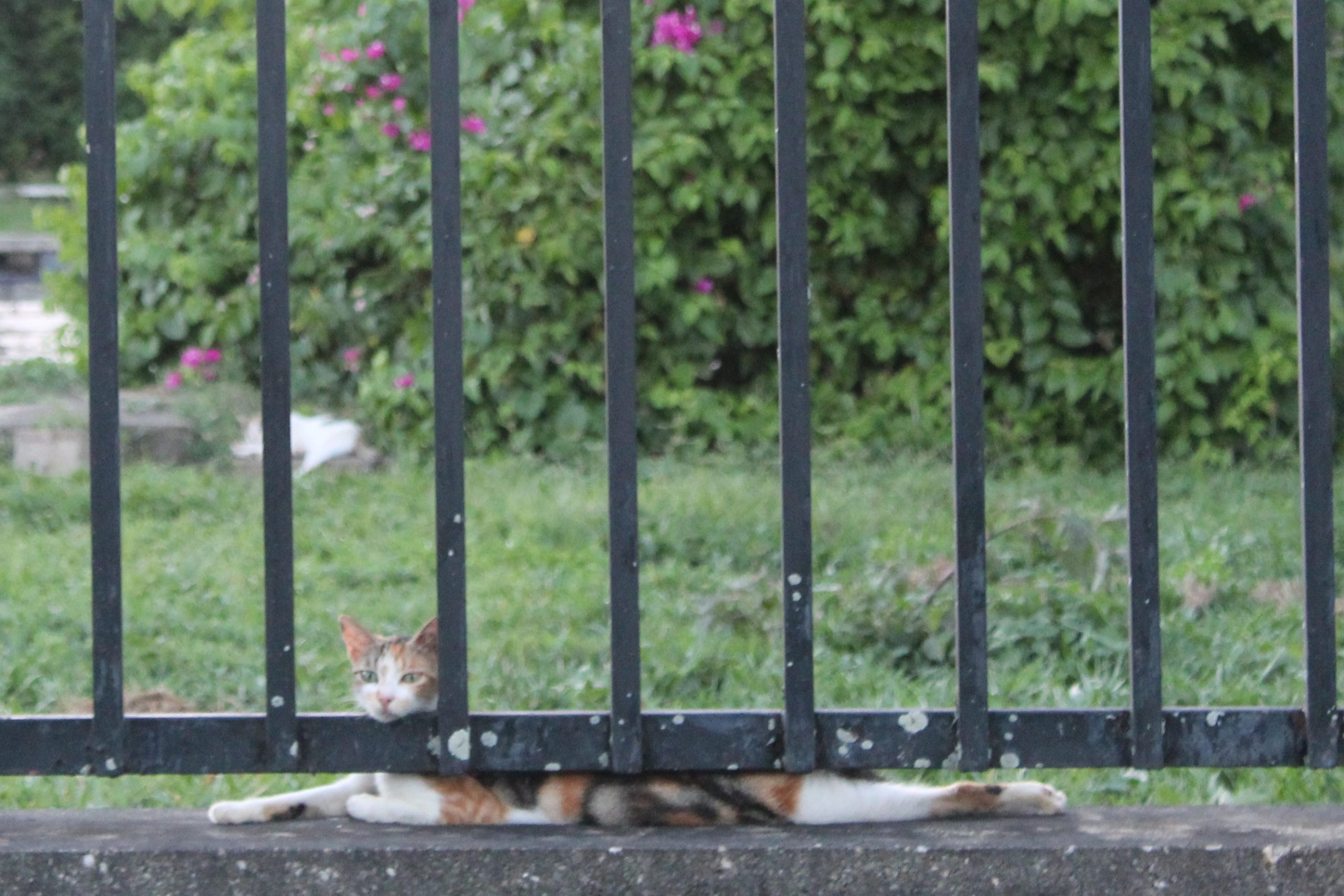 Cat on wall