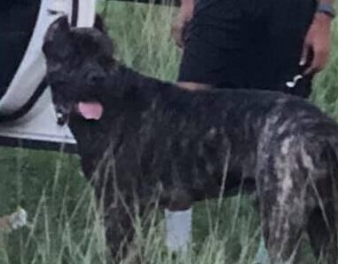 Man speaking to a woman with a dog in the Queen's Park Savannah on Tuesday. Photo: Facebook/ Phillip Edward Alexander