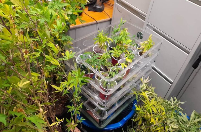 Police Destroy 150K in Marijuana
