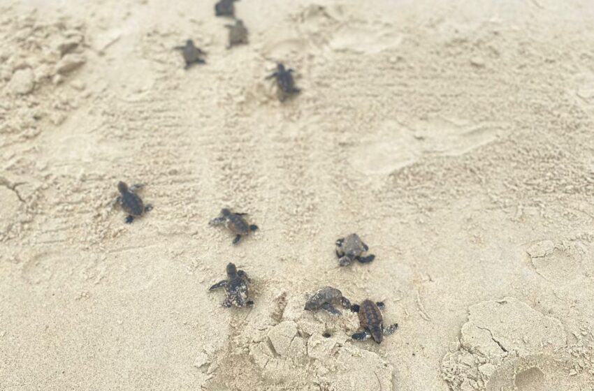 Turtles Hatch at Maracas Beach - AZP News