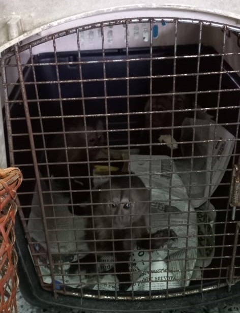 Cebus Albifrons, or the white-fronted Capuchin monkey seized by police. Photo: TTPS