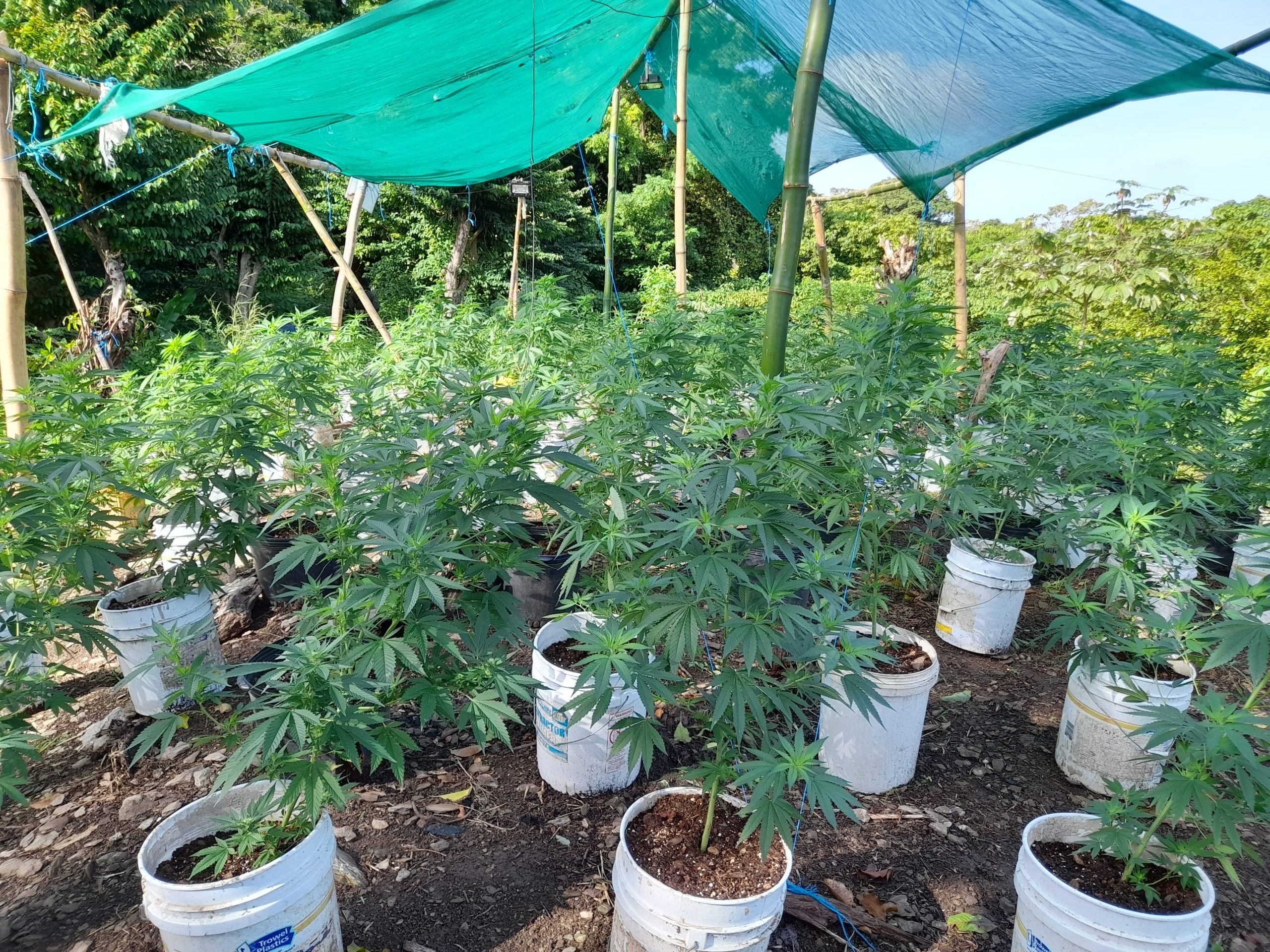 Cannabis Destroed Tcoco 161124