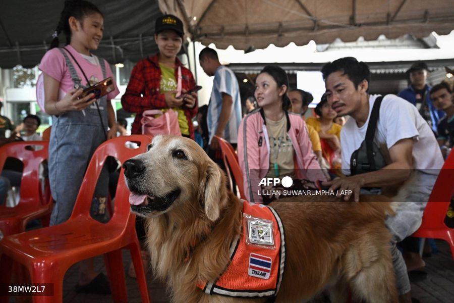 Safari, a golden retriever from the Thai K9 Rescue unit, is brought to comfort people waiting for news of missing loved ones at the site of an under-construction building collapse in Bangkok on April 1, 2025, four days after an earthquake struck central Myanmar and Thailand. Bangkok authorities said the death toll from the March 28 earthquake has risen to 20, the majority killed when a 30-storey skyscraper under construction collapsed. (Photo by Lillian SUWANRUMPHA / AFP)