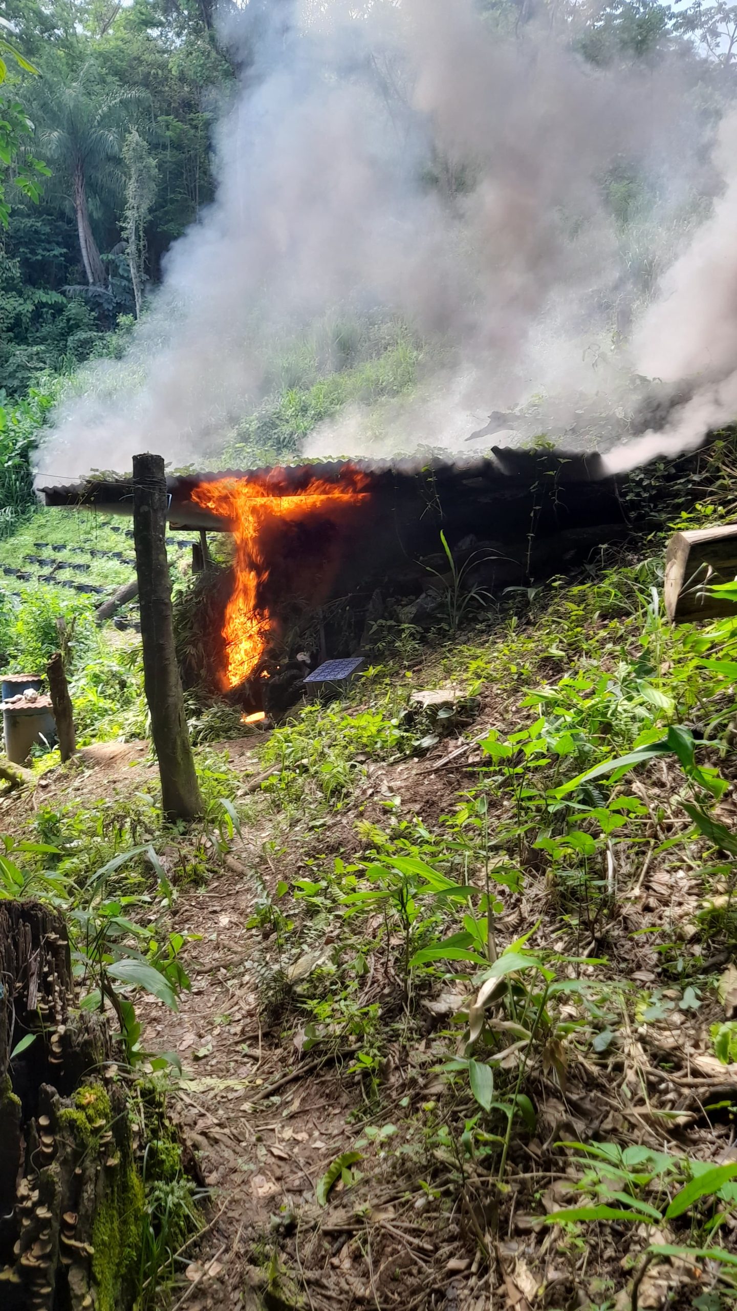 $1.3 M in Cannabis Destroyed 02072025 A
