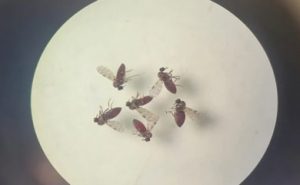 Oropouche virus