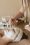 Facial