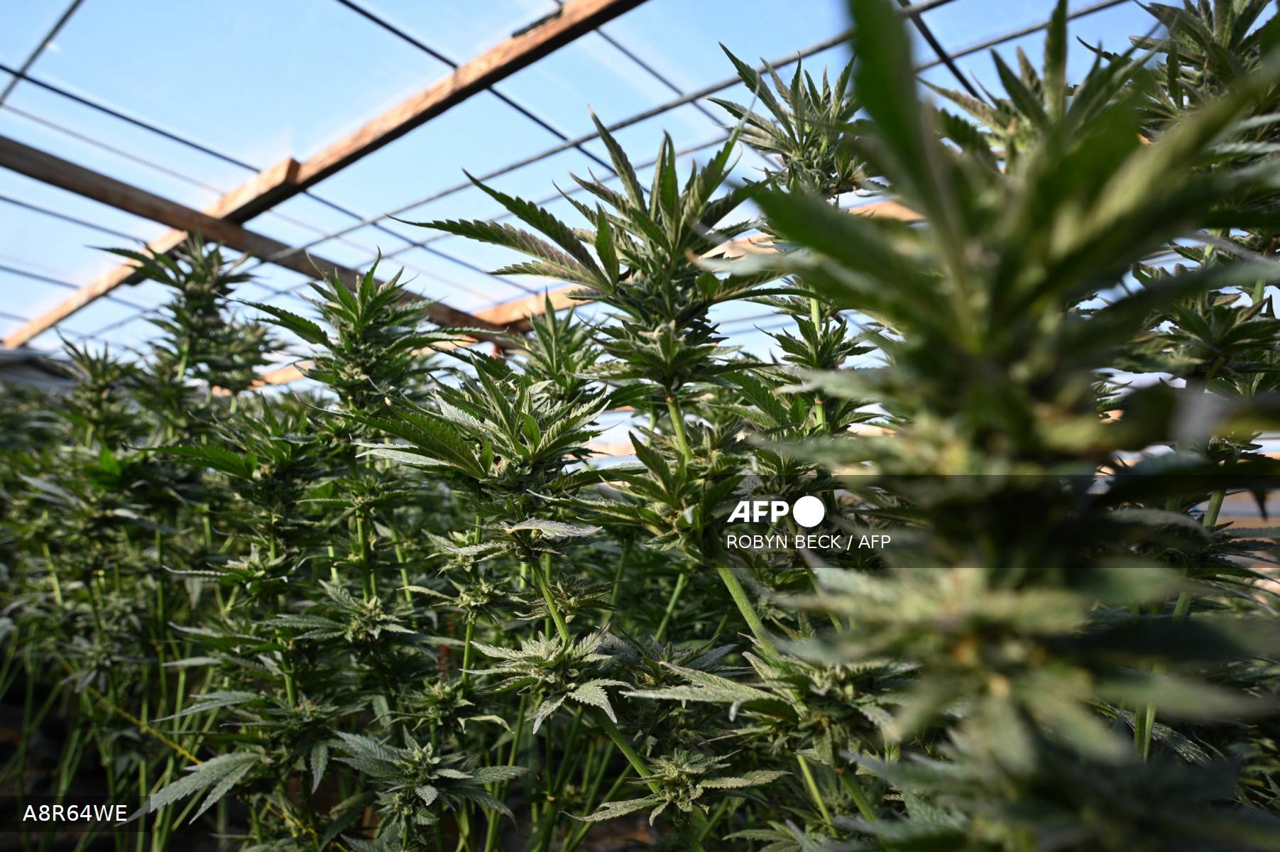 California overwhelmed by illegal cannabis farms