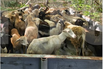 Livestock